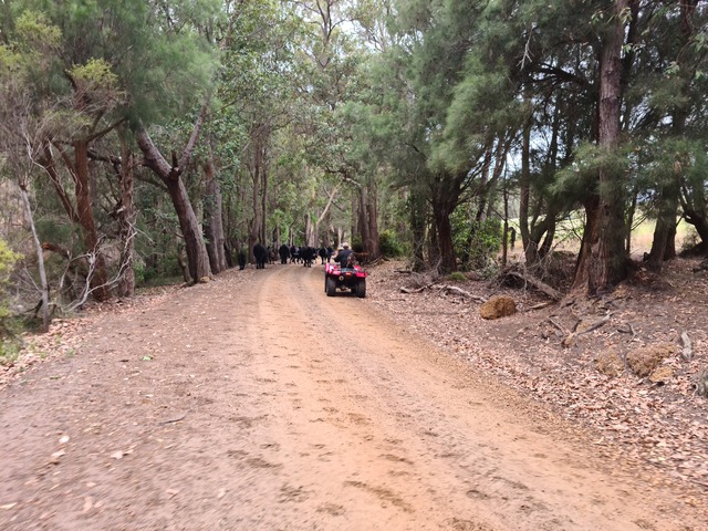 ATV herding cattle on a dirt road